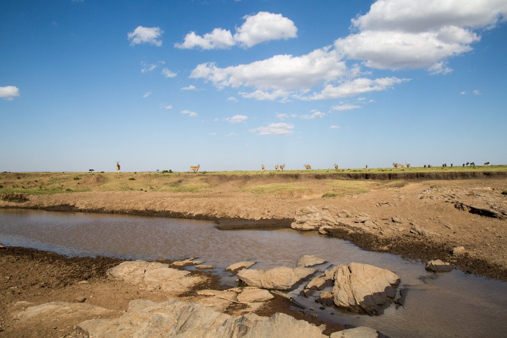 Maasai Mara, Kenya by Stephanie Sadler, Little Observationist