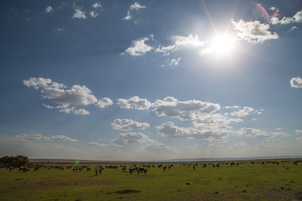 Maasai Mara, Kenya by Stephanie Sadler, Little Observationist