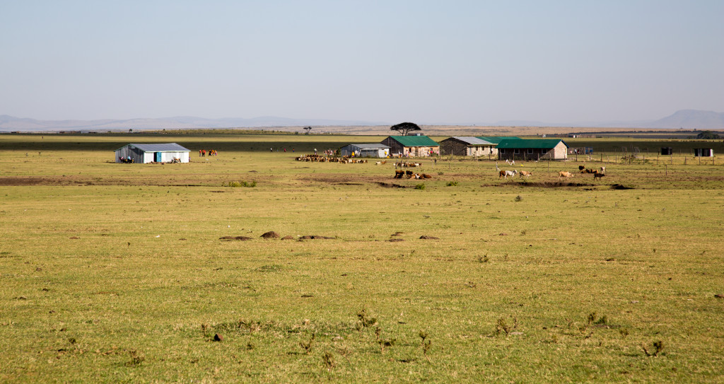 Maasai Mara, Kenya by Stephanie Sadler, Little Observationist