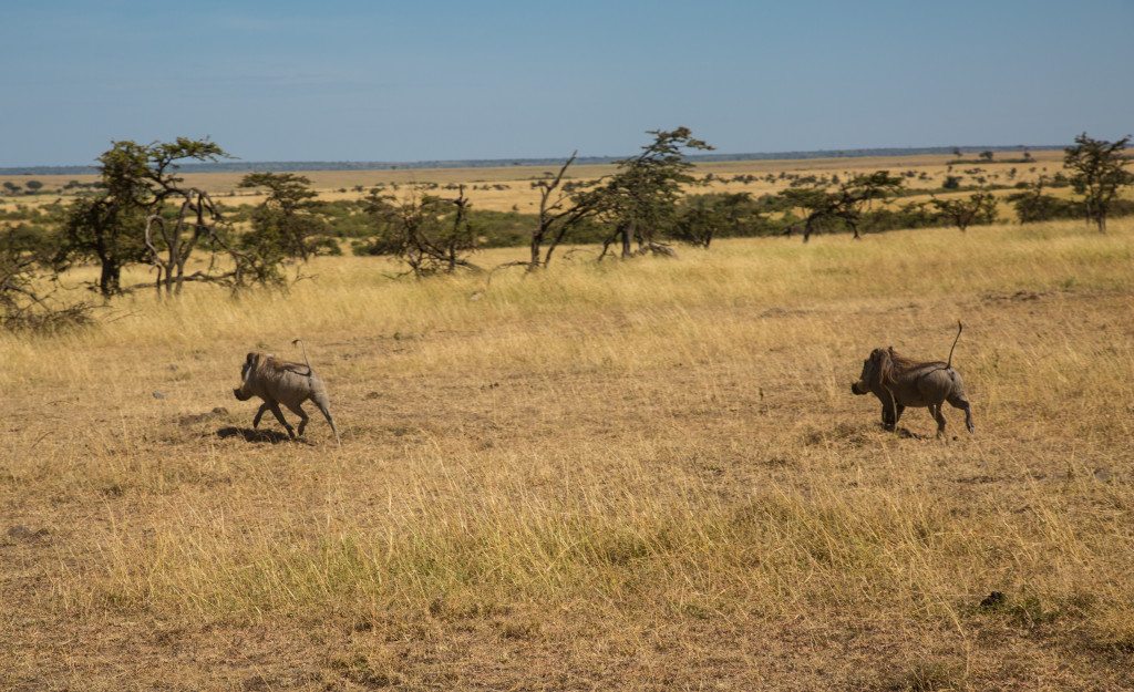 Maasai Mara, Kenya by Stephanie Sadler, Little Observationist