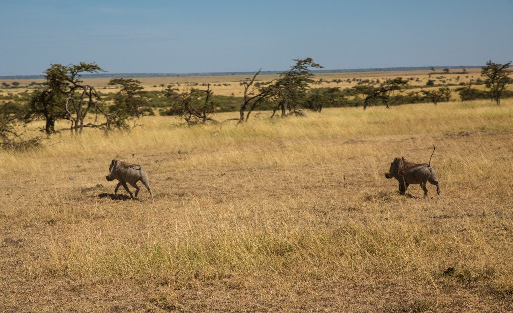 Maasai Mara, Kenya by Stephanie Sadler, Little Observationist