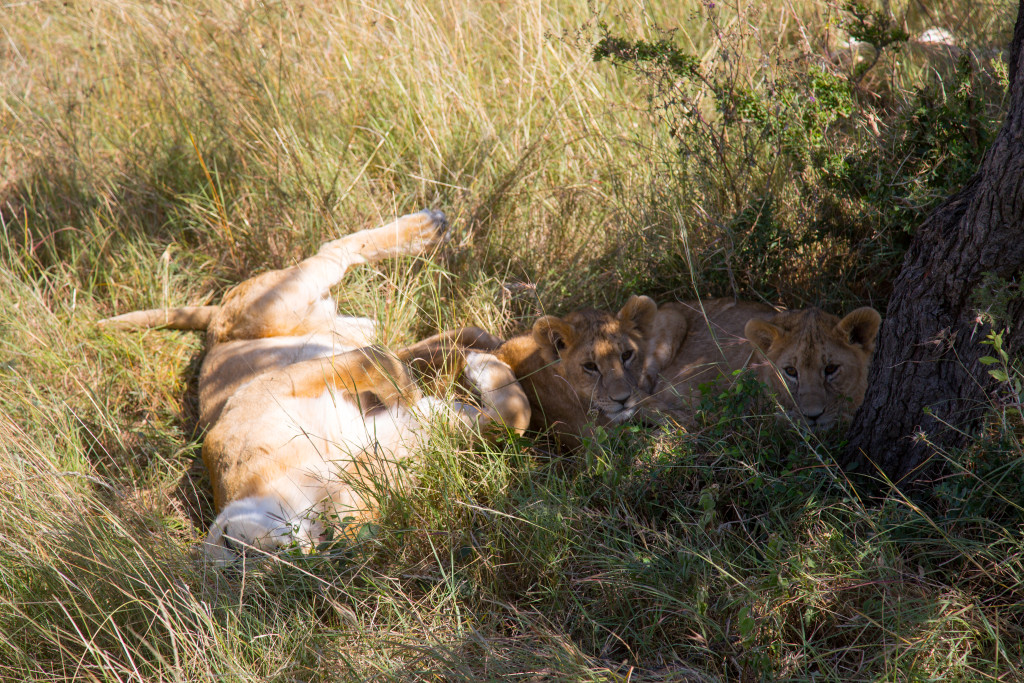 Maasai Mara, Kenya by Stephanie Sadler, Little Observationist