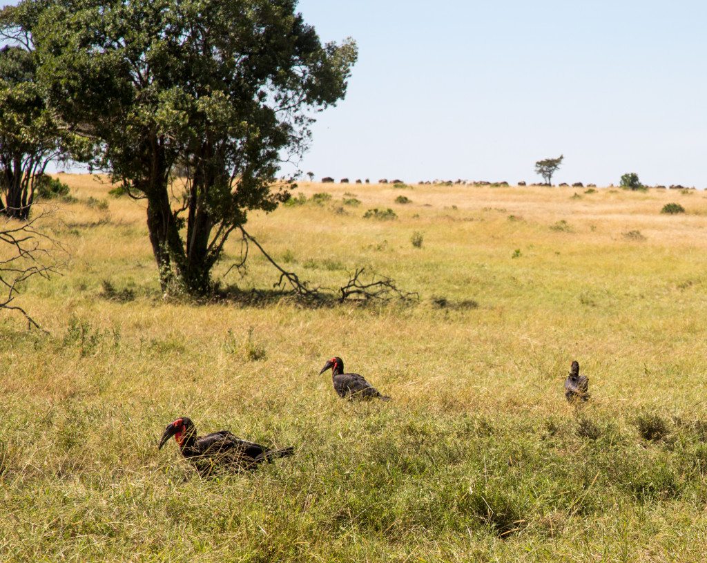 Maasai Mara, Kenya by Stephanie Sadler, Little Observationist