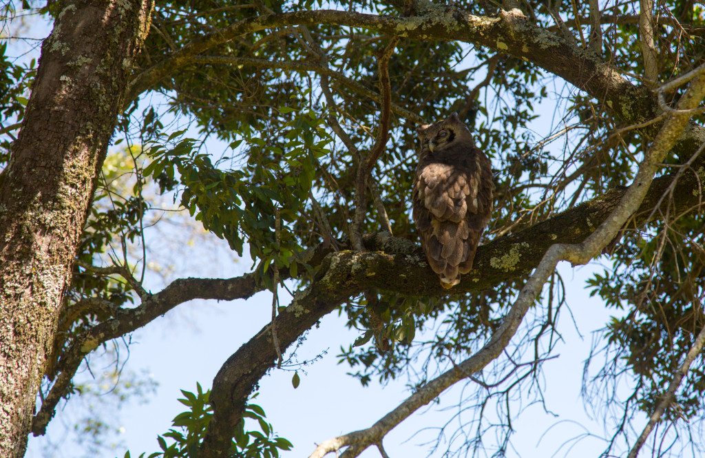 Maasai Mara, Kenya by Stephanie Sadler, Little Observationist