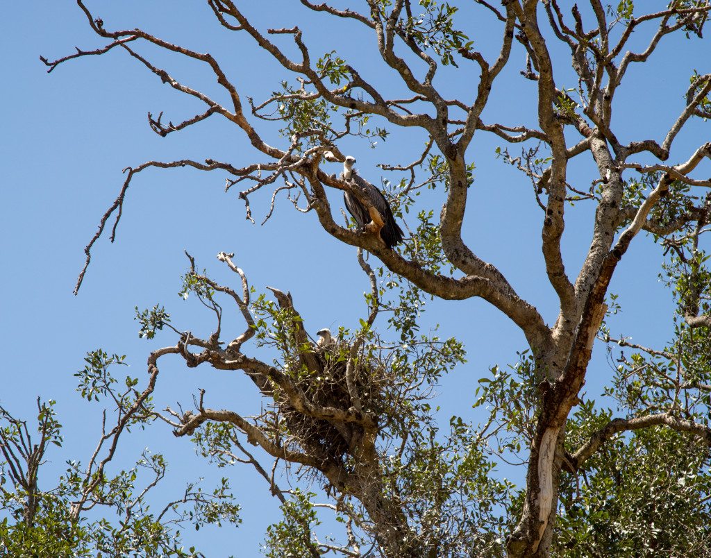  Maasai Mara, Kenya by Stephanie Sadler, Little Observationist