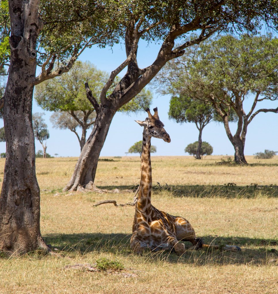 Maasai Mara, Kenya by Stephanie Sadler, Little Observationist