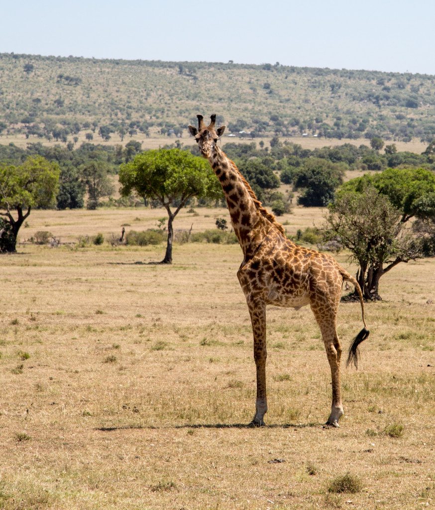 Maasai Mara, Kenya by Stephanie Sadler, Little Observationist