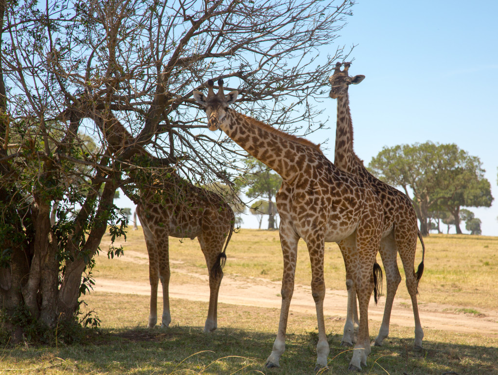 Maasai Mara, Kenya by Stephanie Sadler, Little Observationist