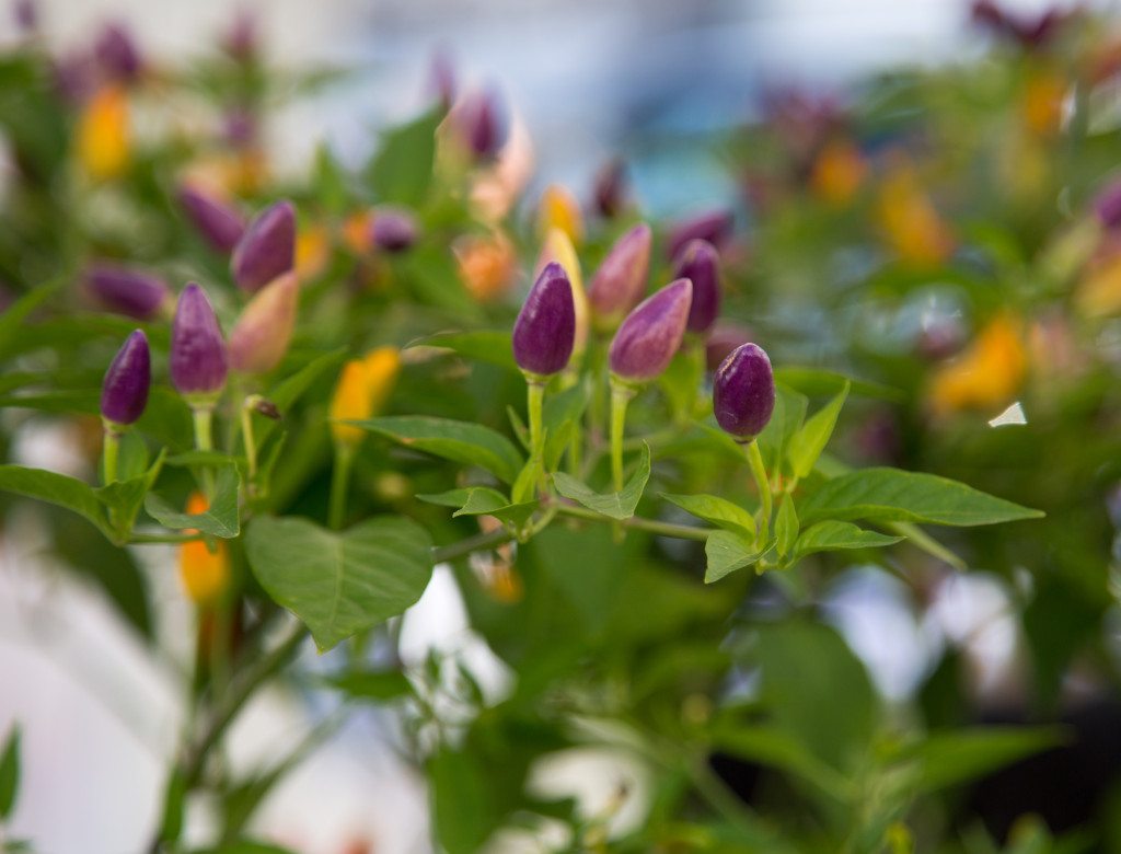 Marylebone Farmers Market, London by Stephanie Sadler, Little Observationist