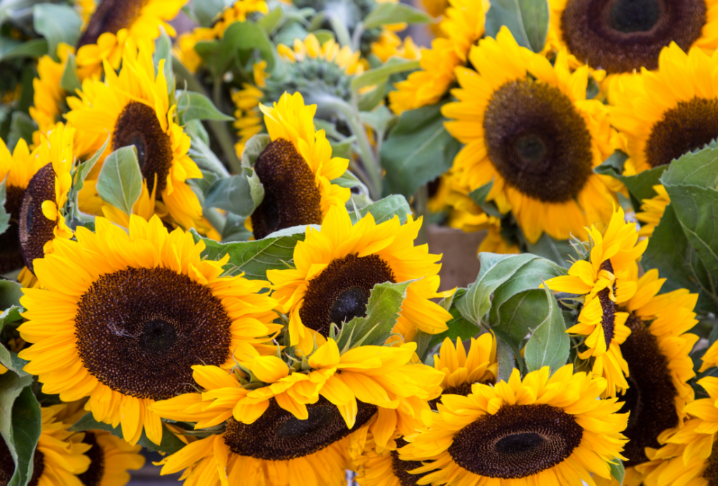 Marylebone Farmers Market, London by Stephanie Sadler, Little Observationist