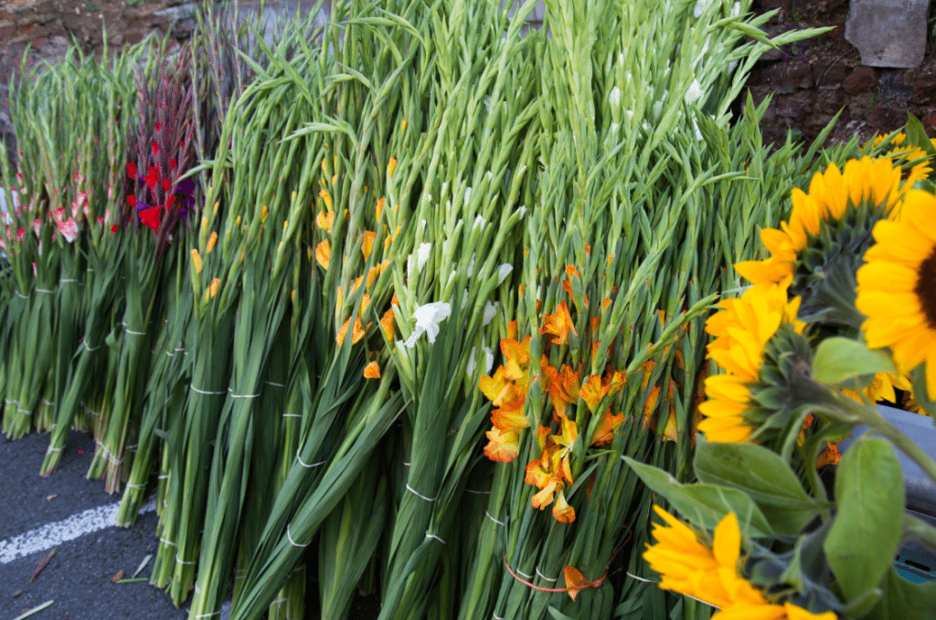 Marylebone Farmers Market, London by Stephanie Sadler, Little Observationist