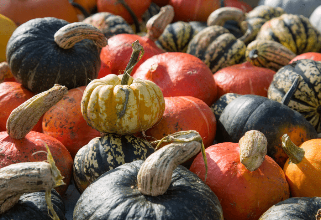 Marylebone Farmers Market, London by Stephanie Sadler, Little Observationist