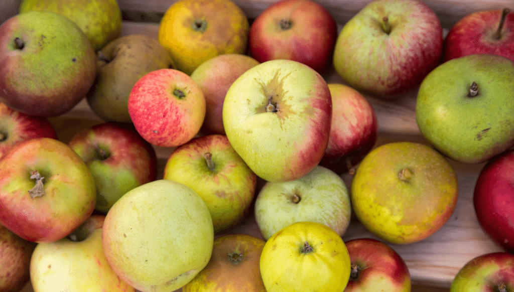 Marylebone Farmers Market, London by Stephanie Sadler, Little Observationist