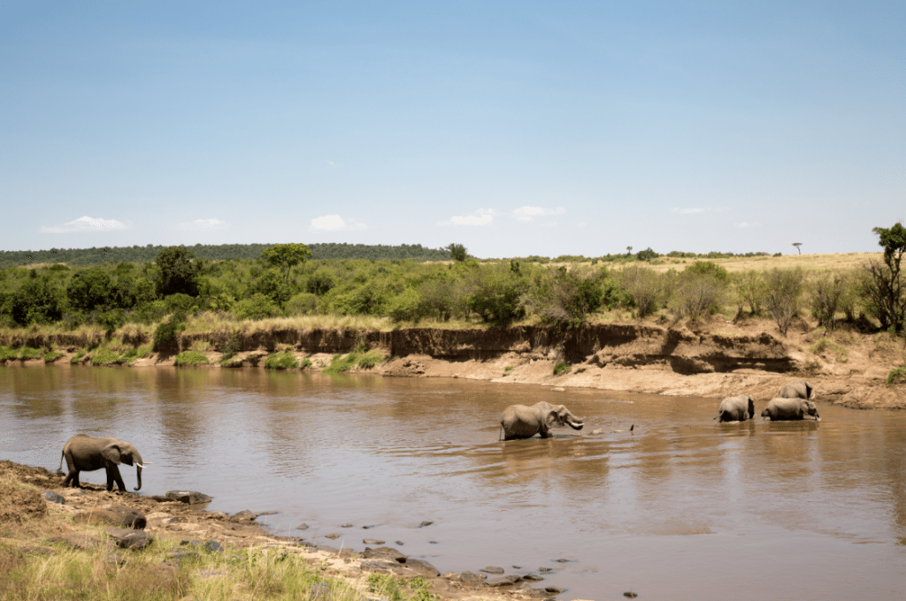 Maasai Mara, Kenya by Stephanie Sadler, Little Observationist