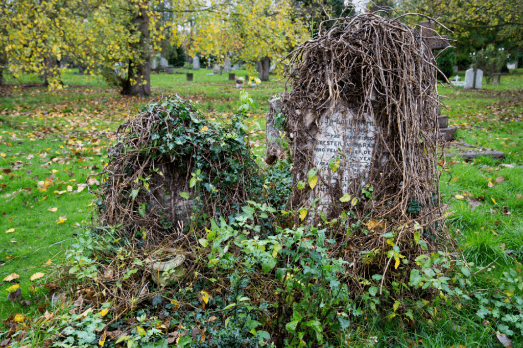 London Cemeteries by Stephanie Sadler, Little Observationist