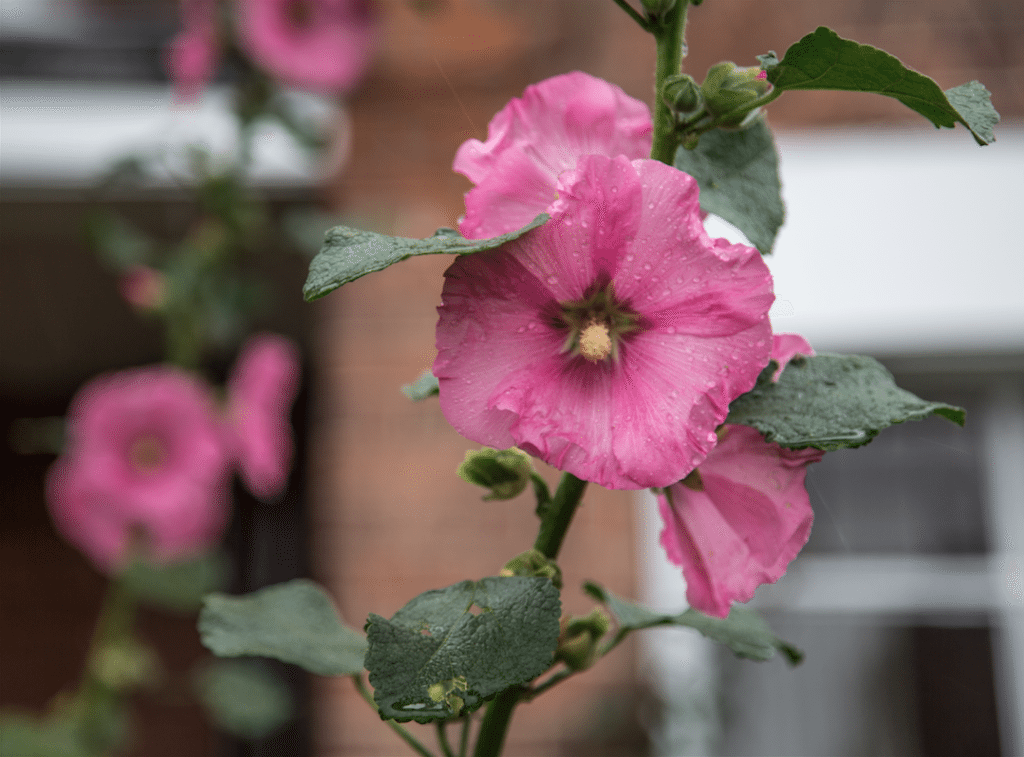 Autumn Rain by Stephanie Sadler, Little Observationist