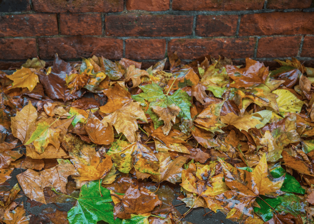 Autumn Rain by Stephanie Sadler, Little Observationist