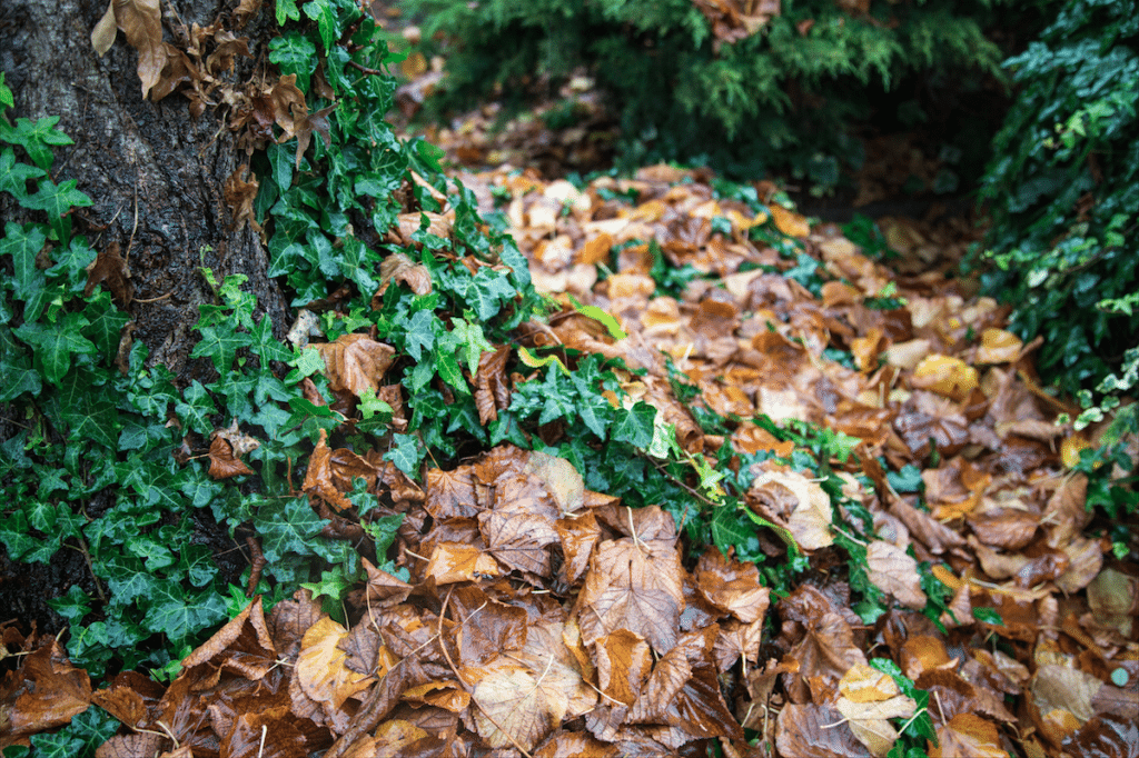 Autumn Rain by Stephanie Sadler, Little Observationist