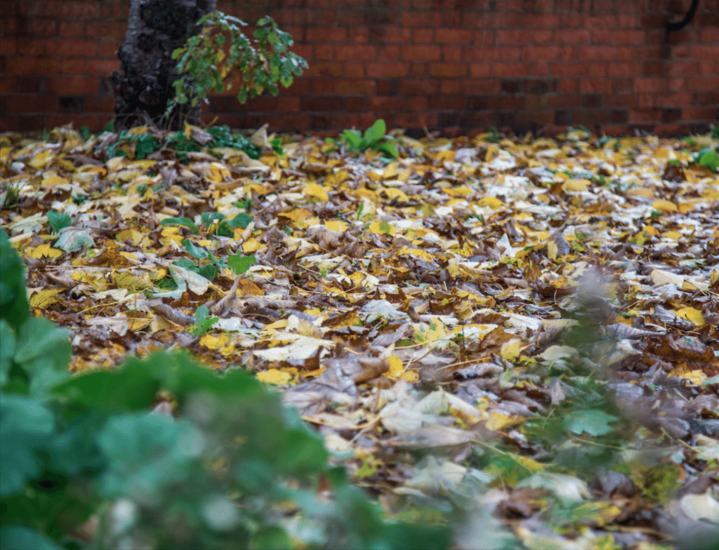 Autumn Rain by Stephanie Sadler, Little Observationist