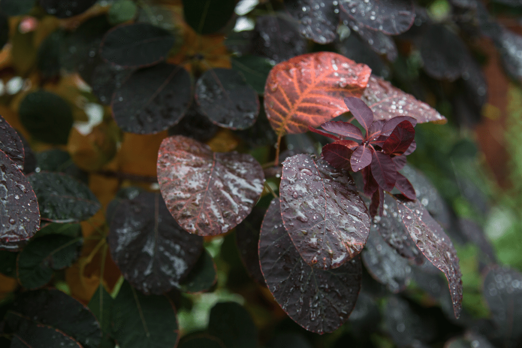 Autumn Rain by Stephanie Sadler, Little Observationist