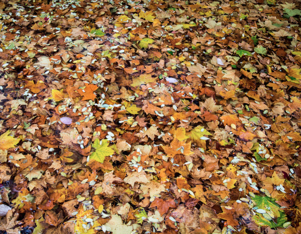 Autumn Rain by Stephanie Sadler, Little Observationist