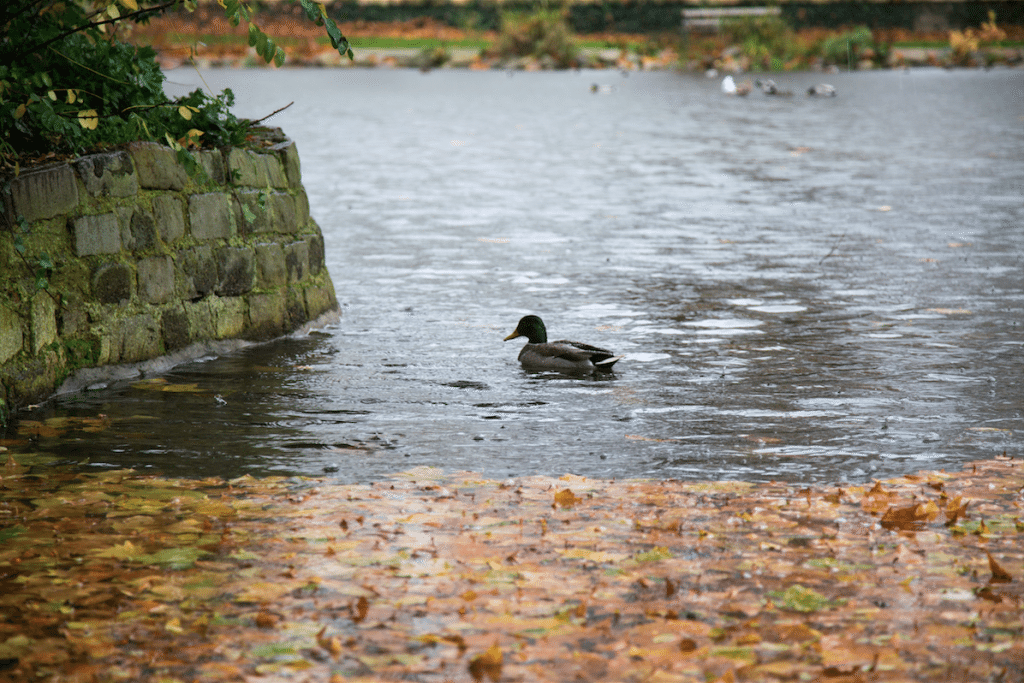 Autumn Rain by Stephanie Sadler, Little Observationist