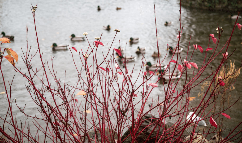 Autumn Rain by Stephanie Sadler, Little Observationist