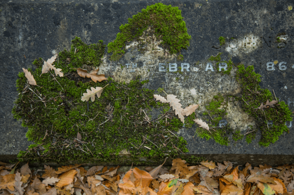 London Cemeteries by Stephanie Sadler, Little Observationist