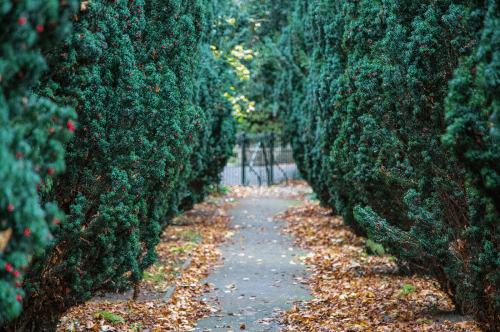 London Cemeteries by Stephanie Sadler, Little Observationist