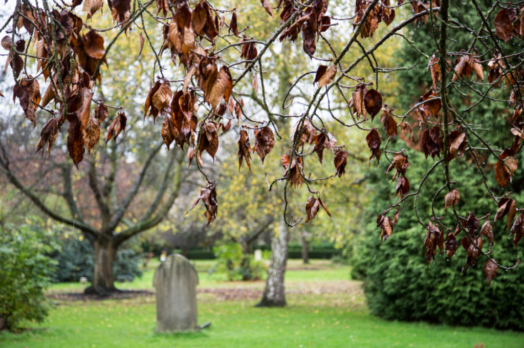 London Cemeteries by Stephanie Sadler, Little Observationist