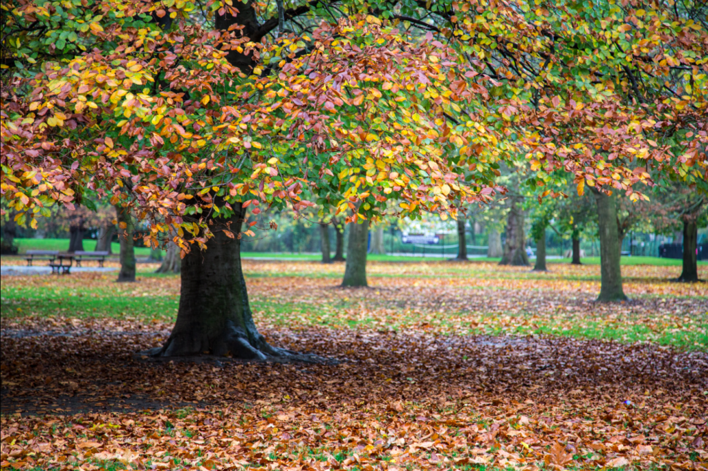 Fulham to Hammersmith, London by Stephanie Sadler, Little Observationist