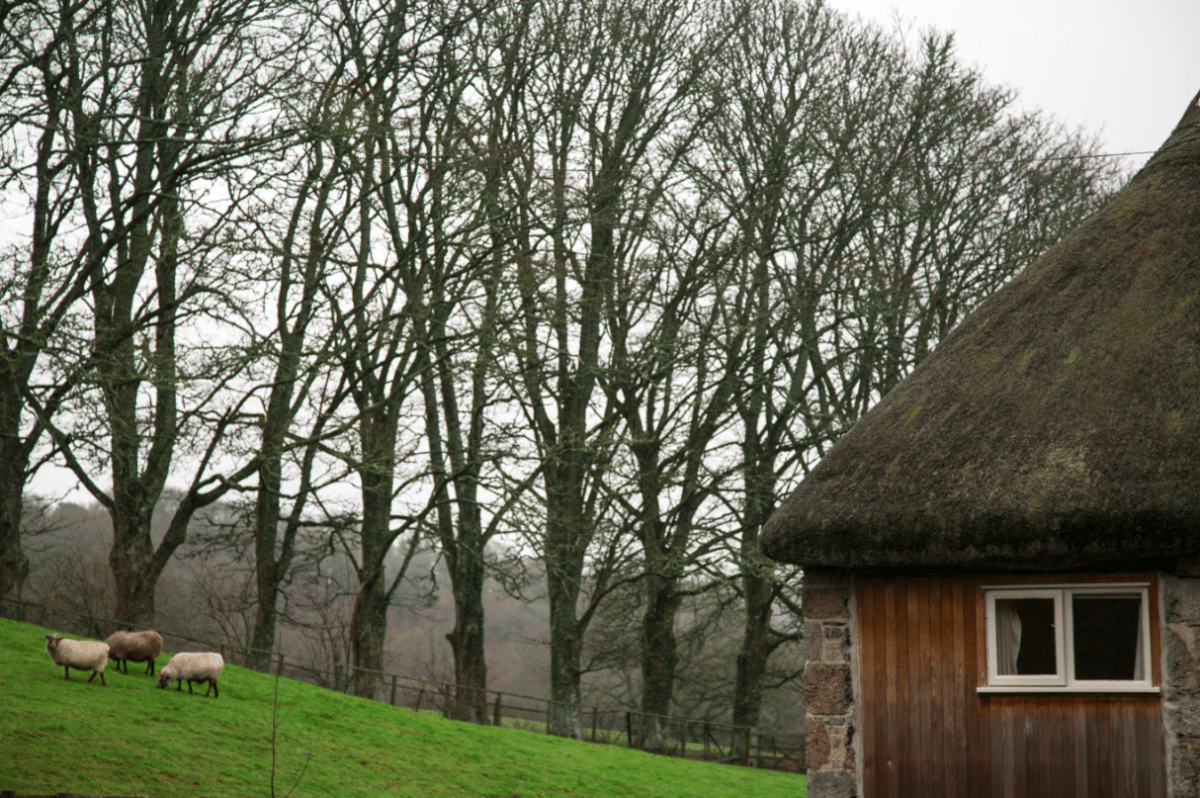 Dartmoor National Park, by Stephanie Sadler - Little Observationist