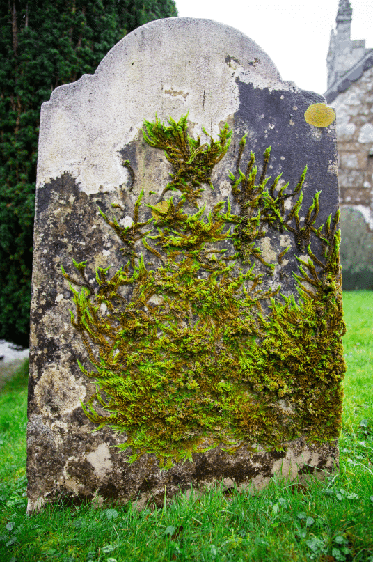 Dartmoor National Park, by Stephanie Sadler - Little Observationist