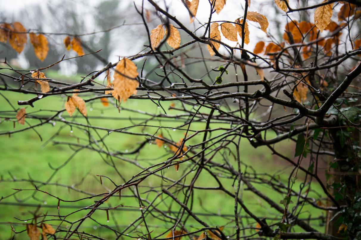 Dartmoor National Park, by Stephanie Sadler - Little Observationist