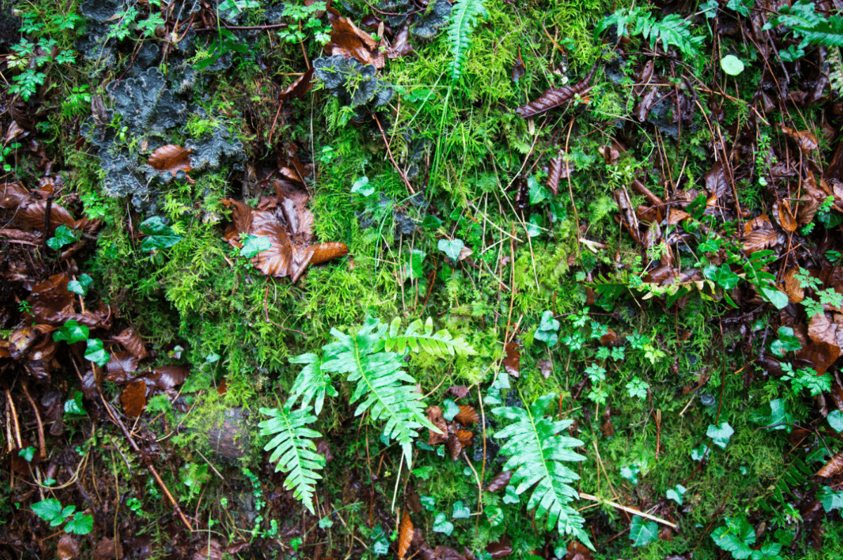 Dartmoor National Park, by Stephanie Sadler - Little Observationist