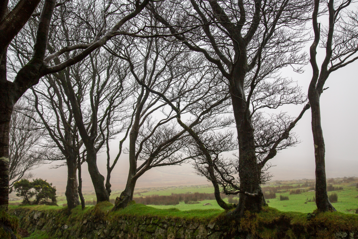 Dartmoor National Park, by Stephanie Sadler - Little Observationist