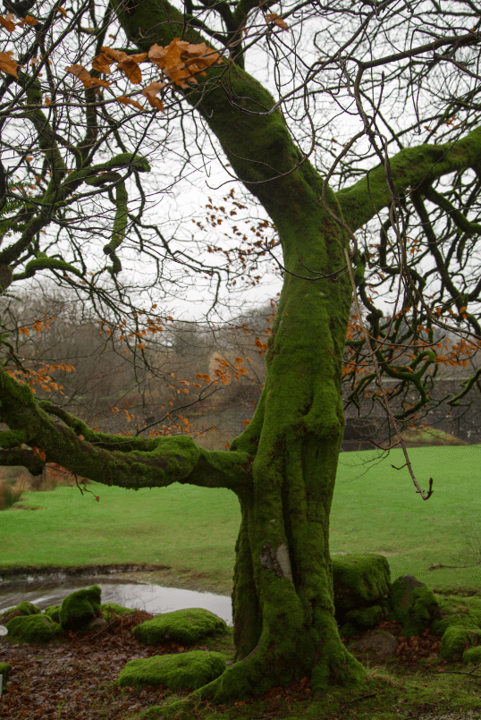 Dartmoor National Park, by Stephanie Sadler - Little Observationist