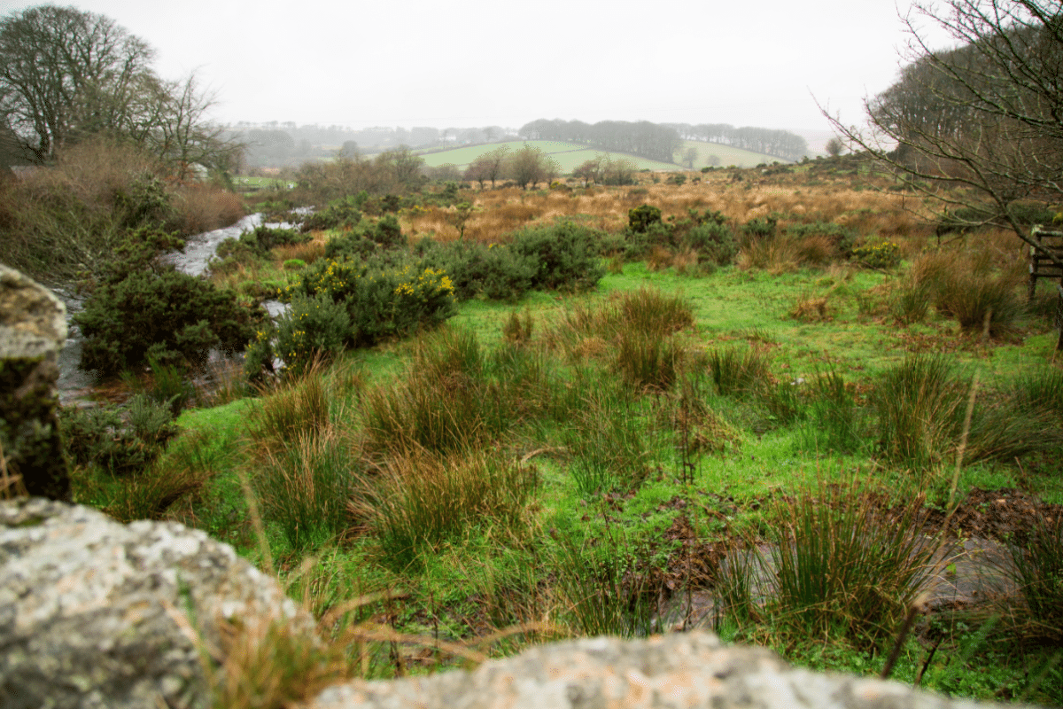 Dartmoor National Park, by Stephanie Sadler - Little Observationist