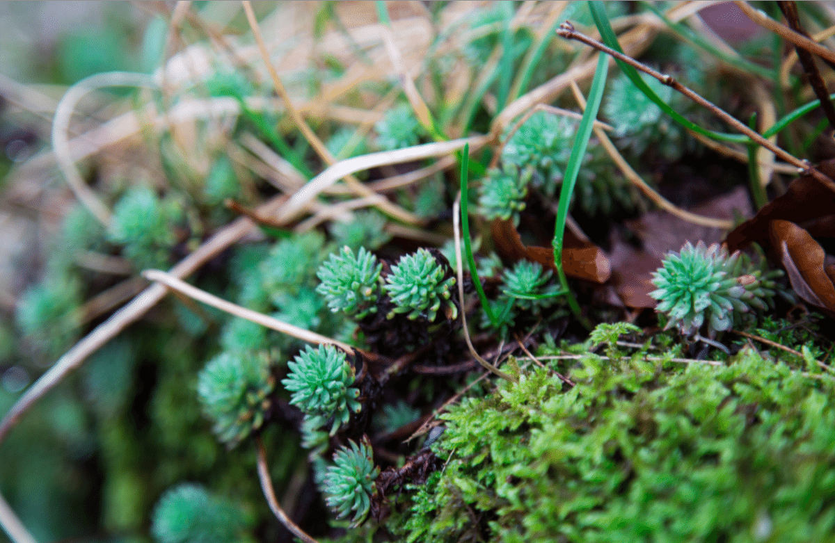 Dartmoor National Park, by Stephanie Sadler - Little Observationist