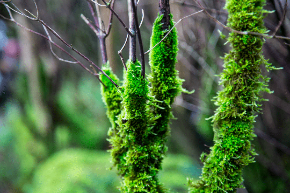 Dartmoor National Park, by Stephanie Sadler - Little Observationist