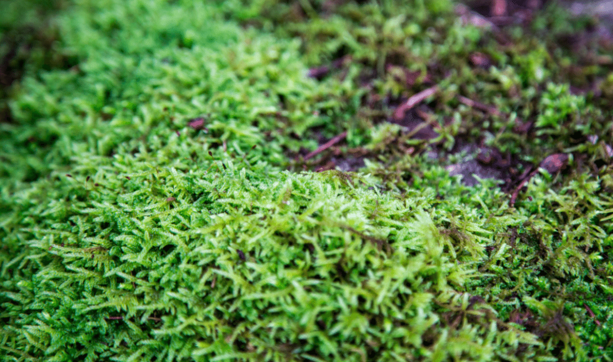 Dartmoor National Park, by Stephanie Sadler - Little Observationist