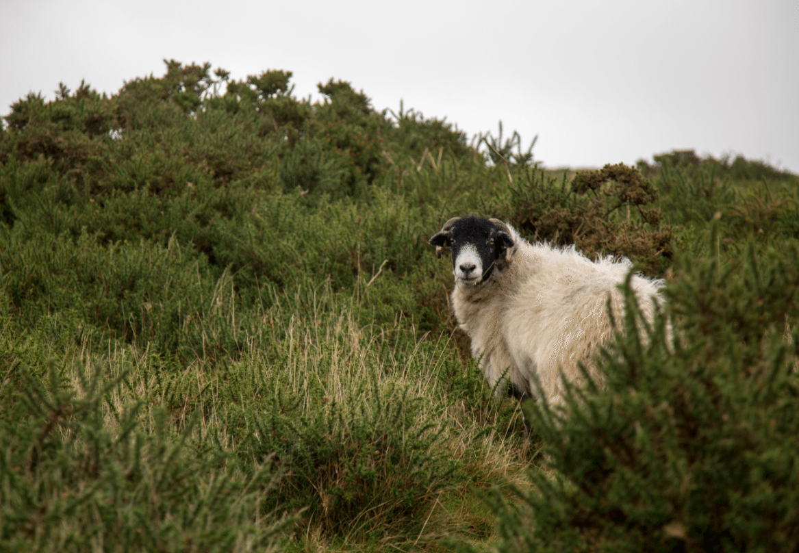 Dartmoor National Park, by Stephanie Sadler - Little Observationist