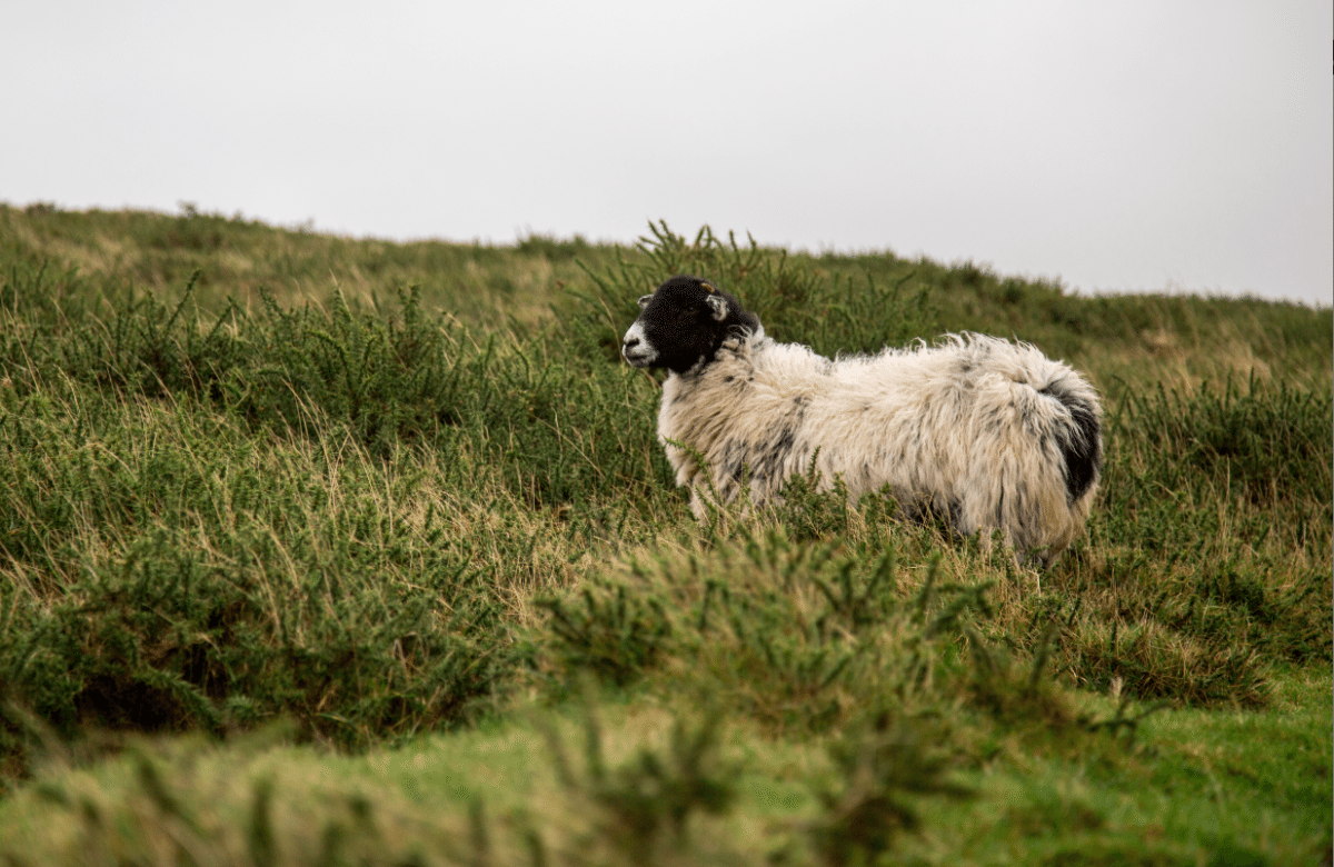 Dartmoor National Park, by Stephanie Sadler - Little Observationist