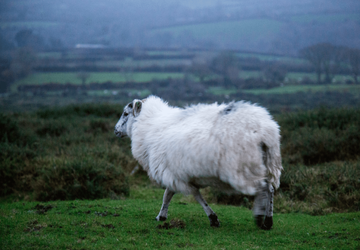 Dartmoor National Park, by Stephanie Sadler - Little Observationist