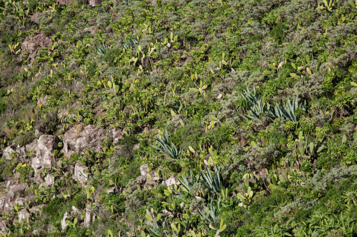 Tenerife, Canary Islands by Stephanie Sadler, Little Observationist