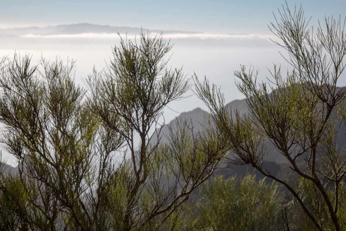 Tenerife, Canary Islands by Stephanie Sadler, Little Observationist