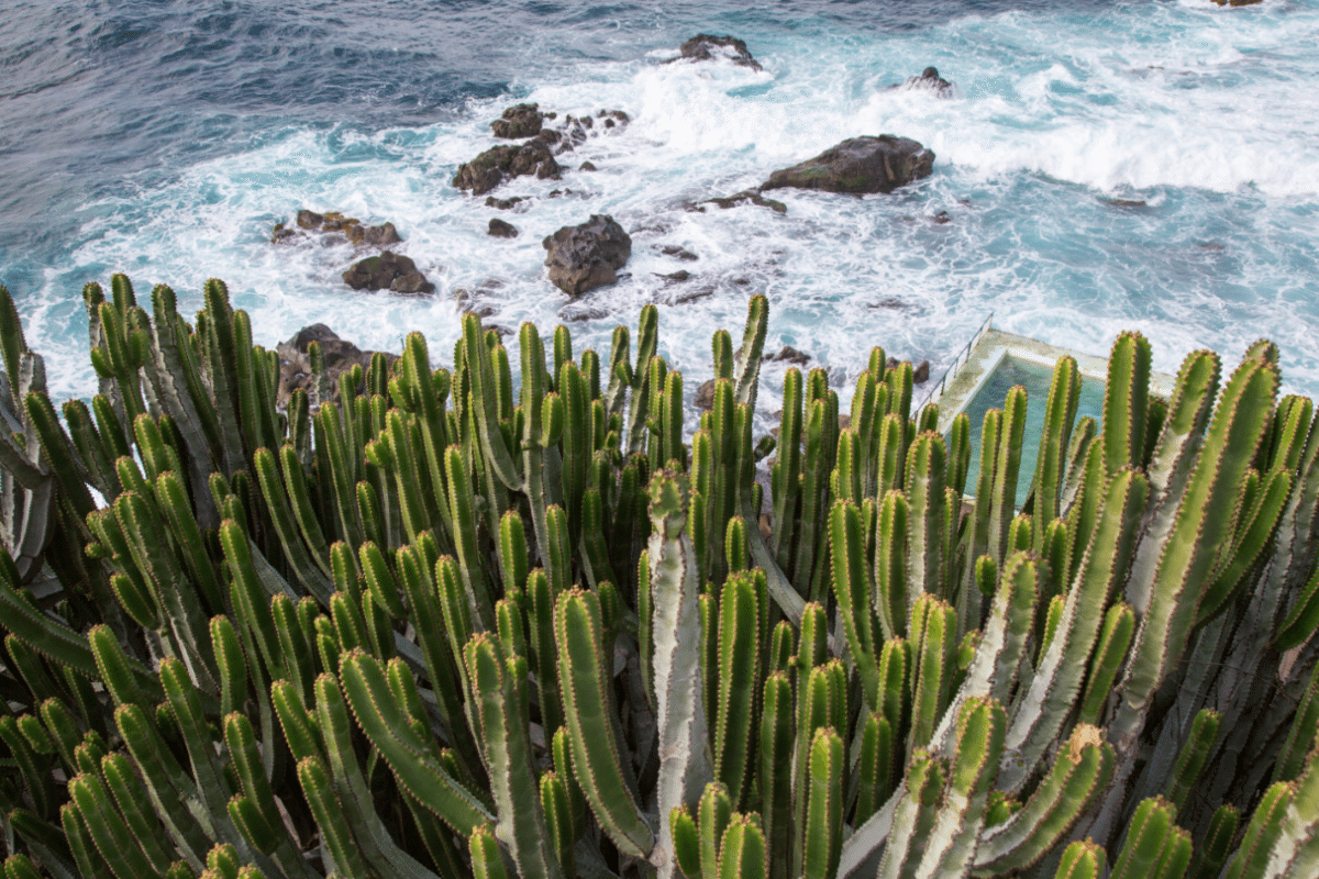 Tenerife, Canary Islands by Stephanie Sadler, Little Observationist