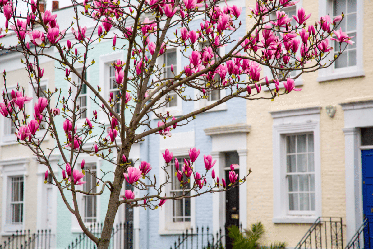 Magnolia trees in notting hill