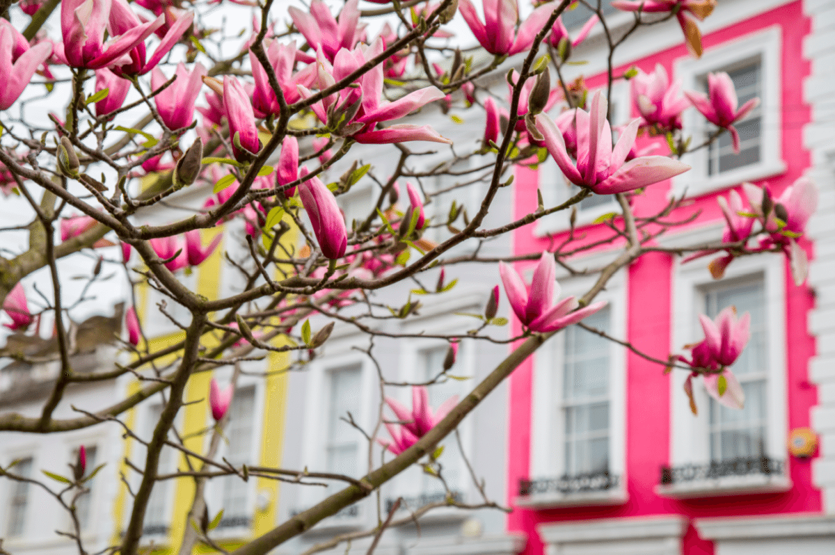 Colourful Houses of Notting Hill, London by Stephanie Sadler, Little Observationist