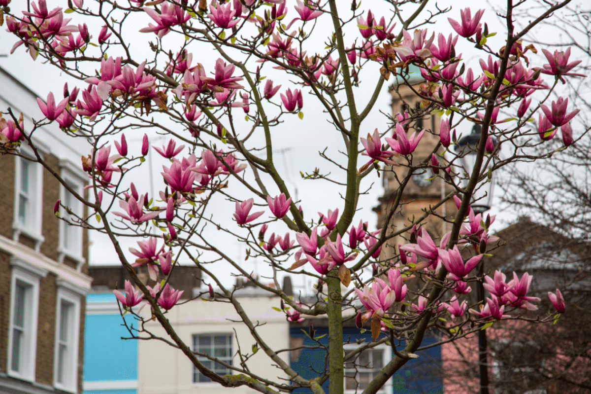 Colourful Houses of Notting Hill, London by Stephanie Sadler, Little Observationist